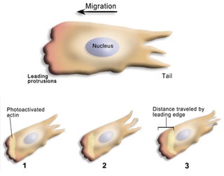 Diagram of cell migration, showing motion of actin away from leading edge.