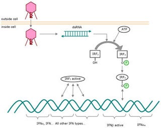 Diagram showing virus entering a cell.