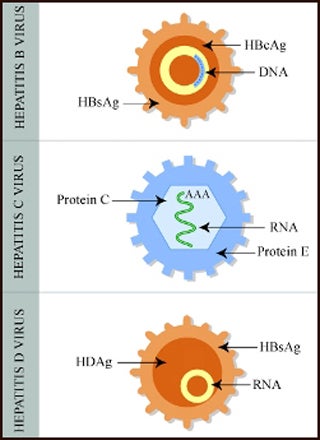 Diagram showing proteins and other elements of hepatitis viruses.