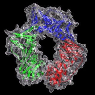 Predicted 3-D structure of the Rad checkpoint complex.