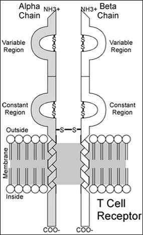 an illustration of the biochemical structures and molecules in a T cell receptor