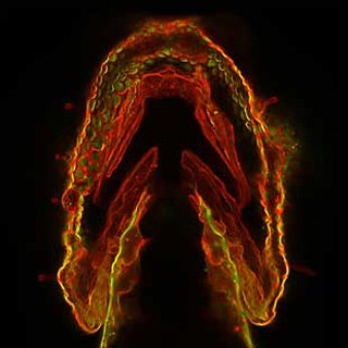 Photograph of a three-day-old zebrafish jaw, with glycan patterns labeled in fluorescent red, green, and yellow.