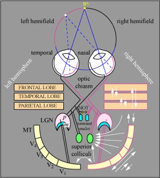 Diagrammatic representation of the visual system in primates.