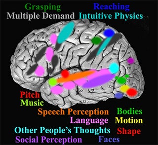 Labeled image of a human cortex with regions marked with different colors.