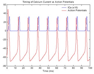 A graph of timing and amplitude of action potential vs. onset of calcium current in an axon. 