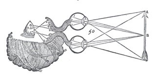 Descartes representation of how the visual system perceives objects.