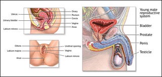 Diagrams of male and female reproductive systems.