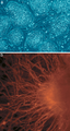 Thumbnail for version as of 09:53, 4 December 2006