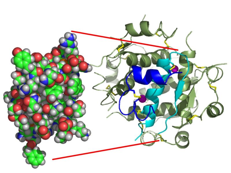 File:InsulinMonomer.jpg