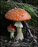 [muscaria-5.jpg]