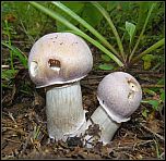 [caperatus-2.jpg]