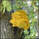 [sulphureus-2.jpg]