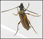 [tabacicolor-1.jpg]