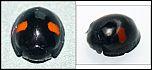 [renipustulatus-1.jpg]