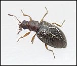 [gibbosa-1U.jpg]