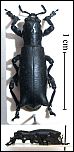 [nodipennis-1.jpg]