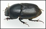 [haemorrhoidalis-1U.jpg]