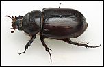 [nasicornis-2f.jpg]