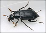[humator-1.jpg]