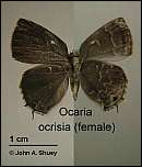 [ocrisia-1f.jpg]