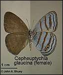 [glaucina-1f.jpg]