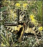 [machaon-6mf.jpg]