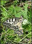 [machaon-a1f.jpg]