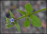 [procumbens-1a.jpg]