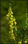 [officinalis-1.jpg]