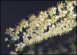 [virginiana-1x.jpg]