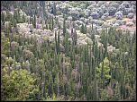 [sempervirens-1.jpg]