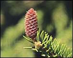 [abies-1.jpg]