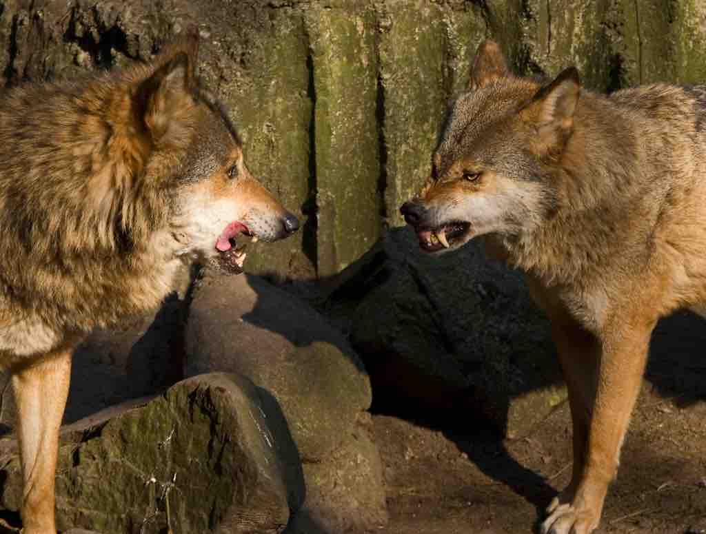 Arguing wolves