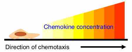 Chemotaxis
