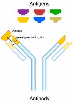Antibodies bind to specific antigens