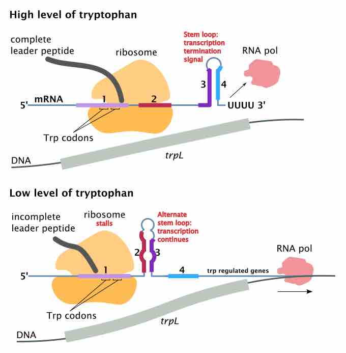 Attenuation of the Tryptophan Operon