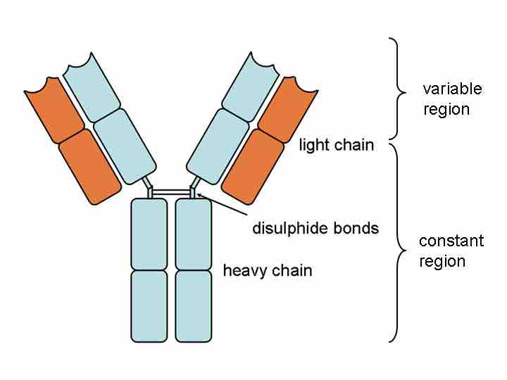 Basic Antibody Structure