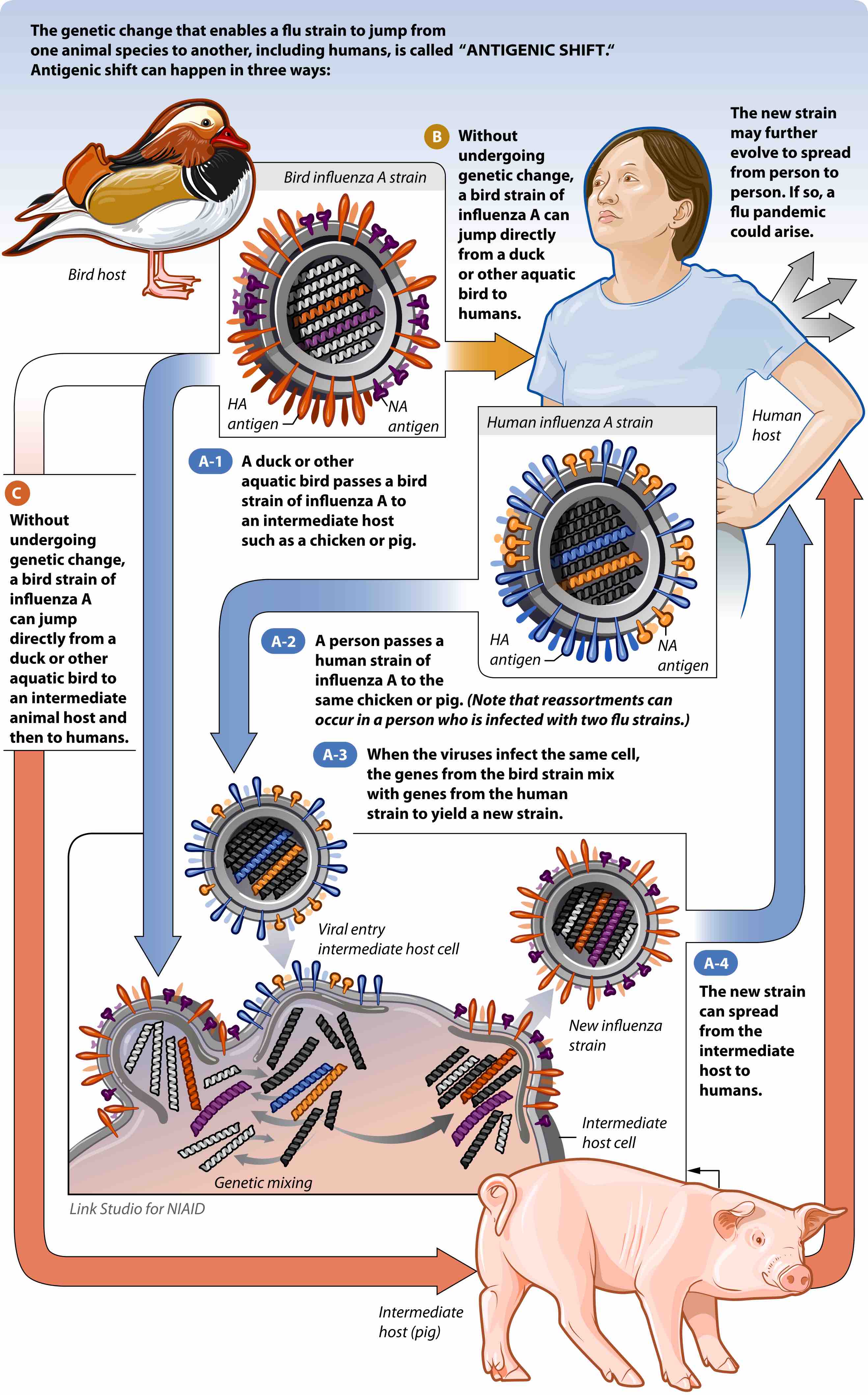 Pathogen emergence by antigenic shift