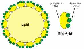Bile salt action on lipids