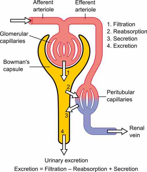 Physiology of the nephron