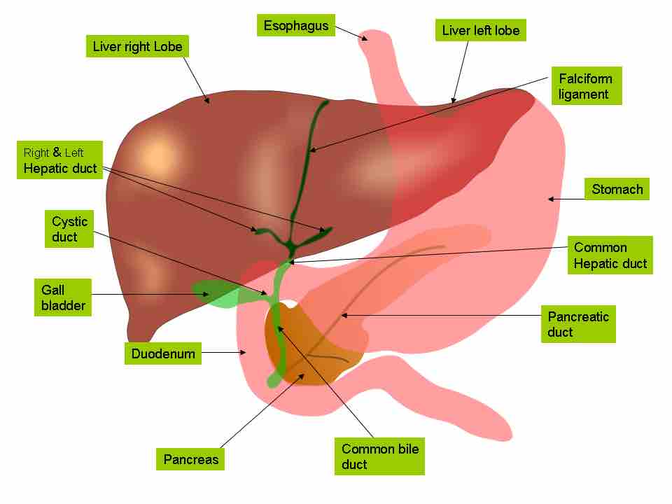 The position of the liver