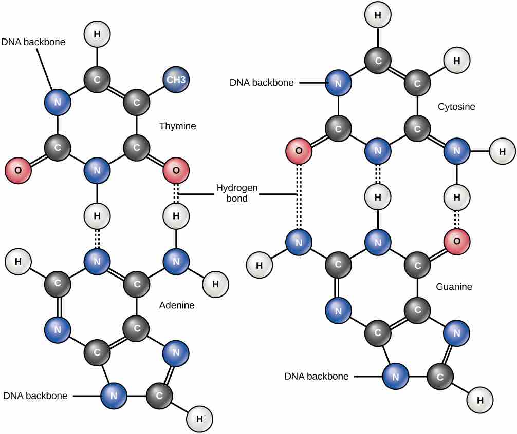 Hydrogen bonds in DNA