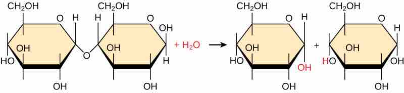 Hydrolysis reaction generating un-ionized products.