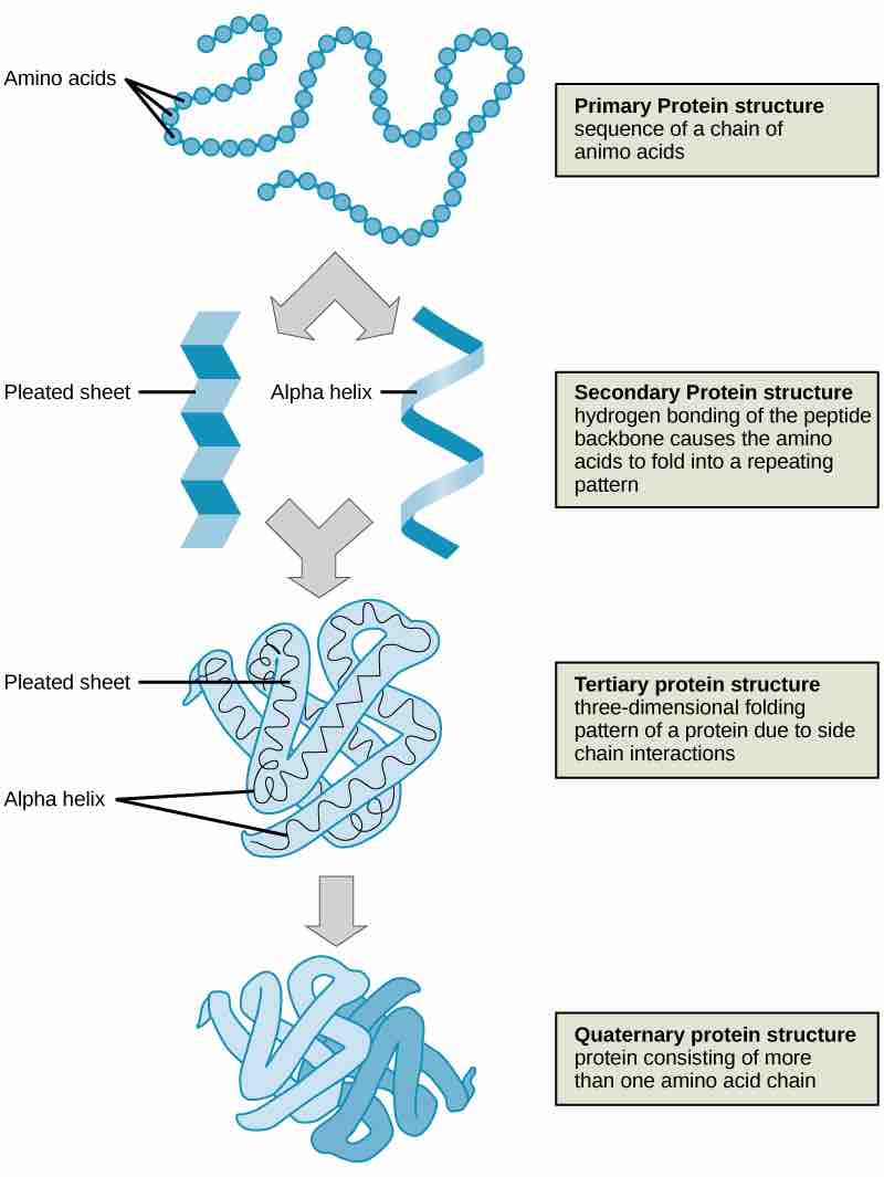 Four levels of protein structure