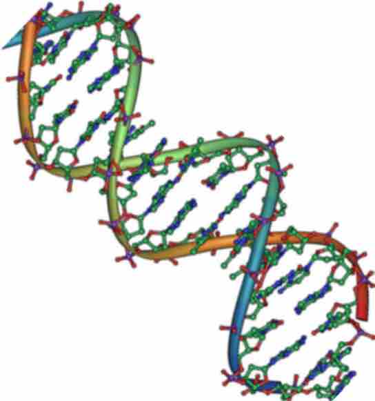 DNA is a Double Helix