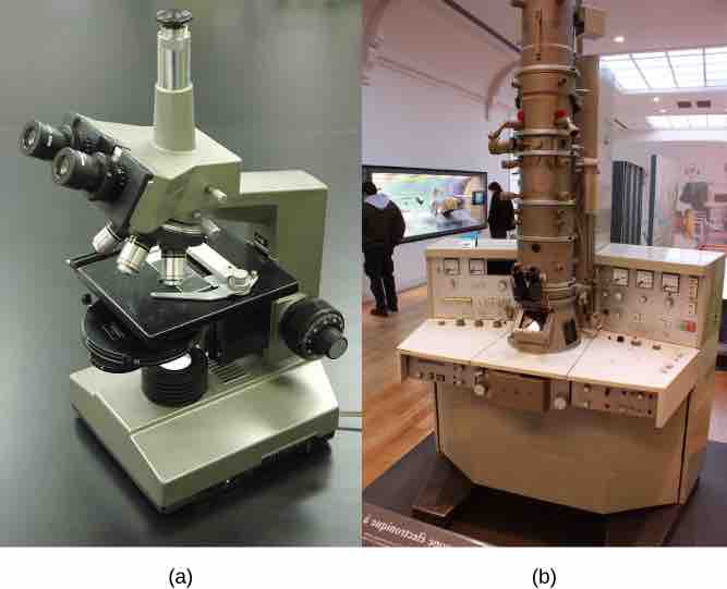 Light and Electron Microscopes