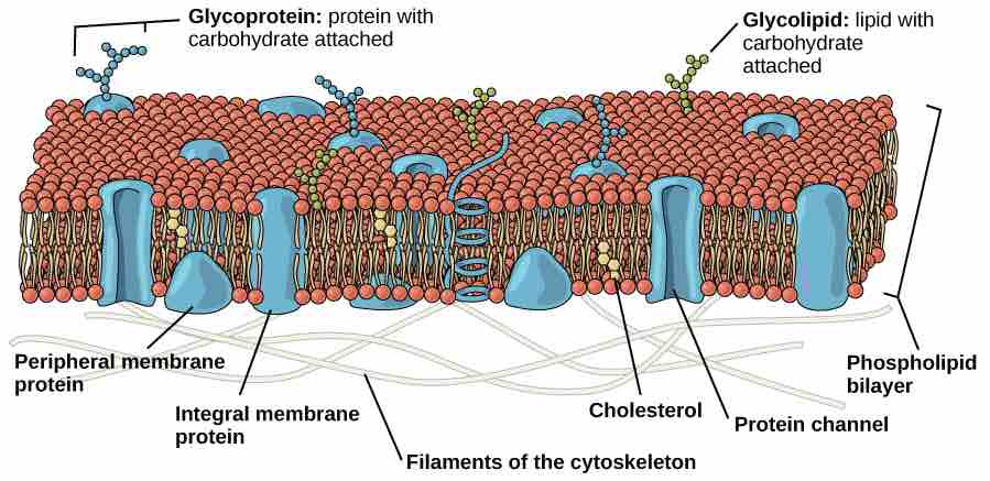 Eukaryotic Plasma Membrane