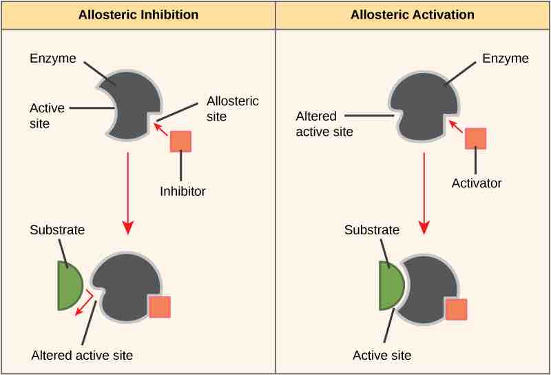 Allosteric inhibitors and activators