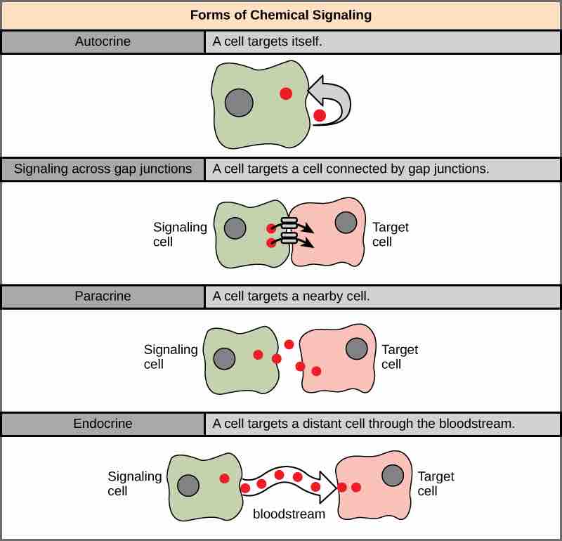 Forms of Chemical Signaling