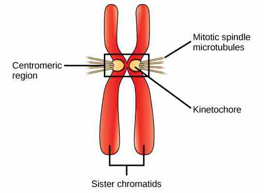 Kinetochore and Mitotic Spindle